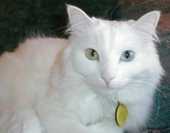 Ангорська кішка (ангорка) - опис породи кішки, фото, продаж кішок і котів, харчування і догляд,