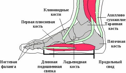 Artroza simptomelor și tratamentul artrozei articulației talon-naviculare a piciorului
