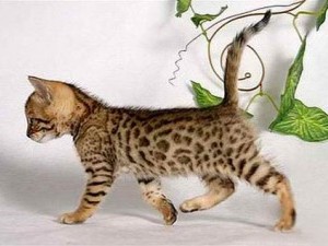 Asiatic tabby pisica fotografie, pret, caracter rasa, descriere, video