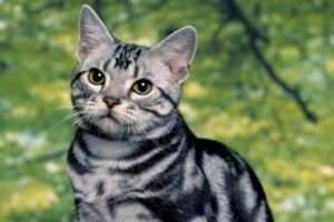 Азіатська таббі фото кішки, ціна, характер породи, опис, відео