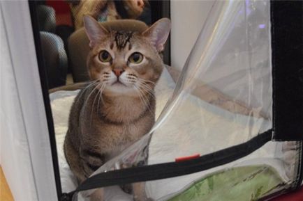 Азіатська таббі фото кішки, ціна, характер породи, опис, відео