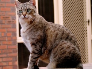 Asiatic tabby pisica fotografie, pret, caracter rasa, descriere, video