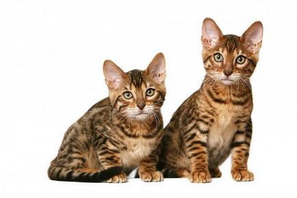 Ázsiai Cat macska fotó, az ár, a természet a fajta, leírás, videó