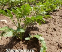 Dacha bunicii, blog despre viața de dacha în teorie și practică - partea 11