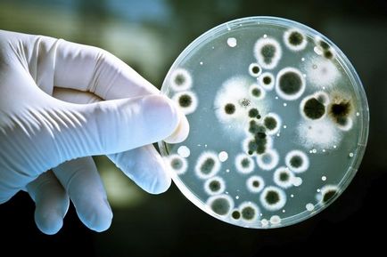 Bacterii - asistenți și dușmani
