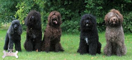 Barbet (câine de apă franceză)