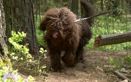 Barbet (francia Water Dog) (Barbet) Barbet (francia Water Dog)