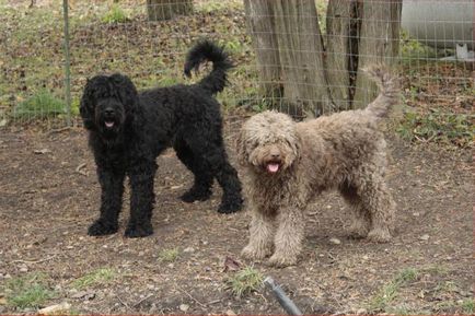 Barbet (câine de apă franceză) trăsături externe, caracter, educație