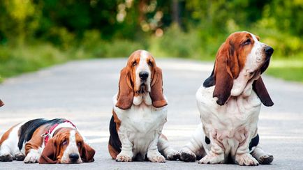 Basset Hound aspect, caracter, nutriție și îngrijire