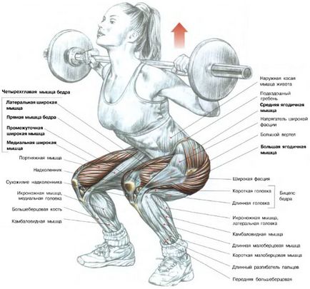 Exerciții de bază în sala de gimnastică, un blog al lui Max Obuhov, formare competentă de la A la Z