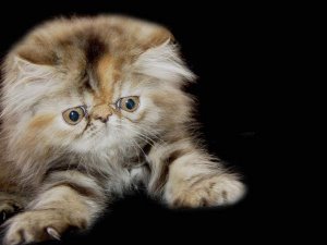 Albă fotografie britanică de pisică, ajutor pisică