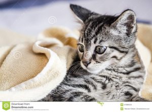 Albă fotografie britanică de pisică, ajutor pisică