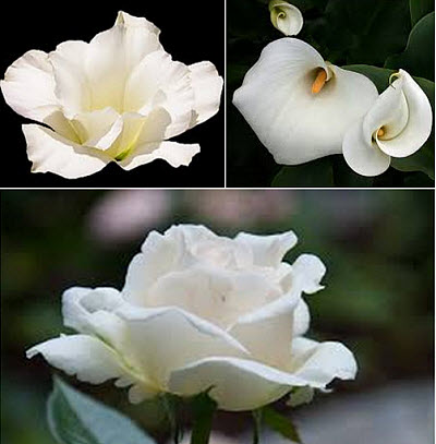 Fehér virágok - fotó címekkel, video tutorials összecsukható virágok saját kezűleg
