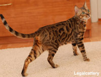 Бенгальська кішка - породи домашніх тварин на