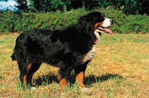Câine de munte Bernus