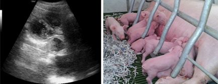 Безопераційна пересадка ембріона свині реальна, від ферми до ринку