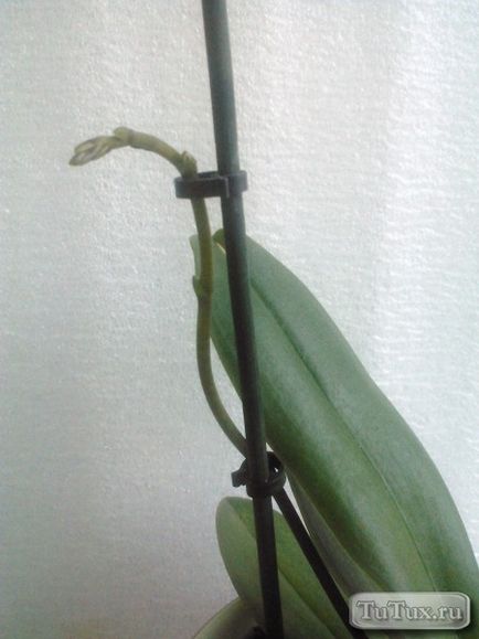 Біогумус можна для орхідей