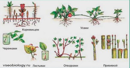 Біологія для студентів - 07