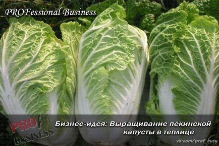 Бізнес-план вирощування пекінської капусти в теплиці