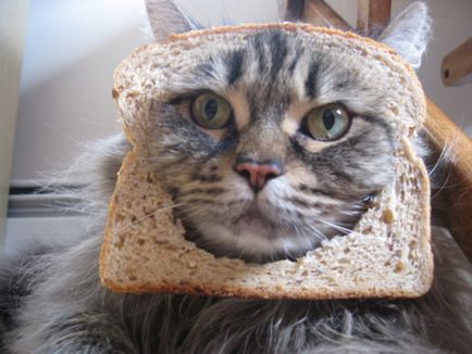 Блоги коти в хлібі (інтернет-журнал etoday)