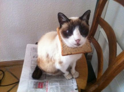 Pisici bloguri în pâine (revista online etoday)