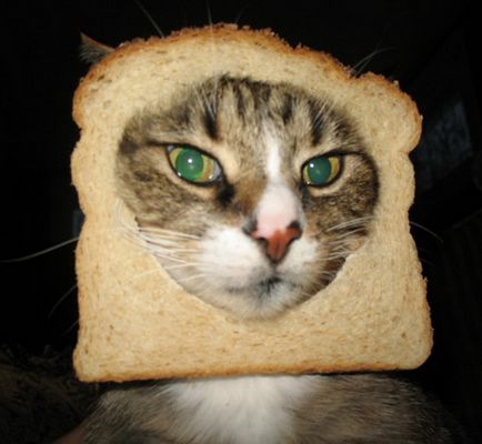 Pisici bloguri în pâine (revista online etoday)