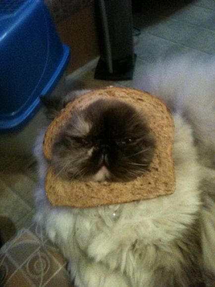 Блоги коти в хлібі (інтернет-журнал etoday)