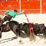 Combaterea luptelor cu tauri de taur în Spania, lupta cu animalele între ele