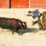Combaterea luptelor cu tauri de taur în Spania, lupta cu animalele între ele