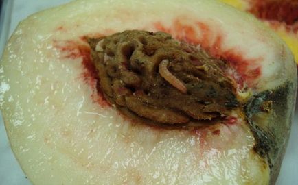 Хвороби і шкідники персика і боротьба з ними