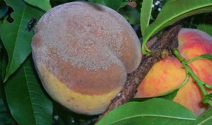 Хвороби і шкідники персика і боротьба з ними