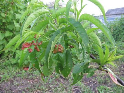 Хвороби персика - сад - хвороби рослин - каталог статей - сайт для дачників