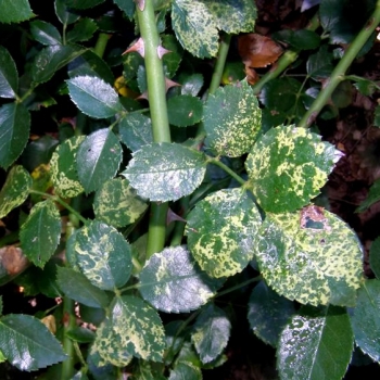 Boli de plante fotografie