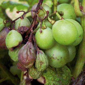 Boli de plante fotografie