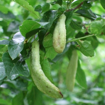 Boli de plante fotografie