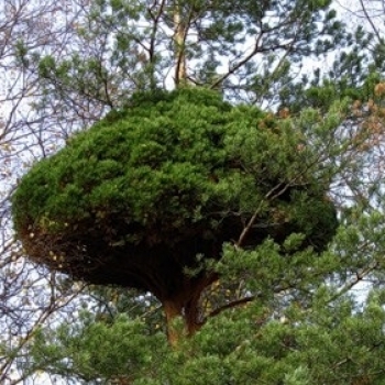 Boli de plante fotografie