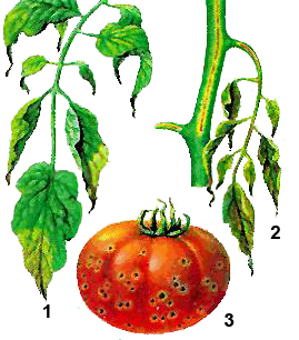 Bolile de tomate și măsurile de control