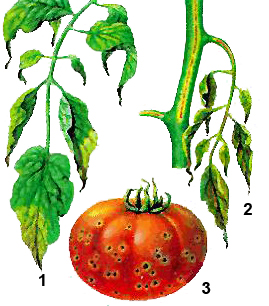 Хвороби томатів і заходи боротьби з ними