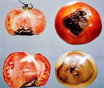 Bolile de tomate și măsurile de control