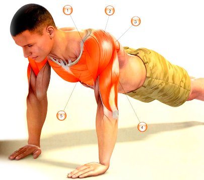Fájó deltoid, mit kell tennie (izom) Fájó deltoid, mit kell tenni