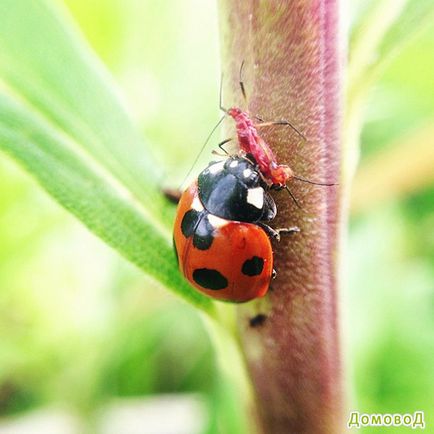 Ladybugs în controlul dăunătorilor