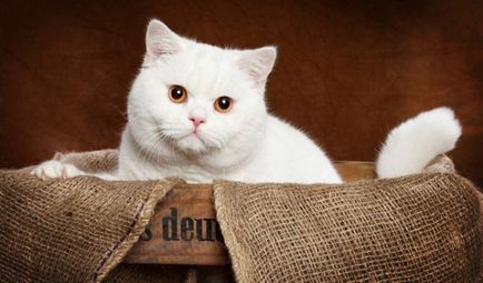 Imagine albă britanică, caracteristici de culoare în pisicile adulte și în pisoi