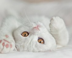 Imagine albă britanică, caracteristici de culoare în pisicile adulte și în pisoi