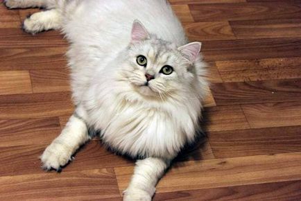 Fotografie britanica de pisica lunga, descriere a rasei, pret