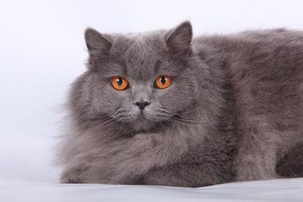 Fotografie britanica de pisica lunga, descriere a rasei, pret