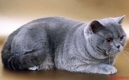 Pisica britanica scurta, Sphinx