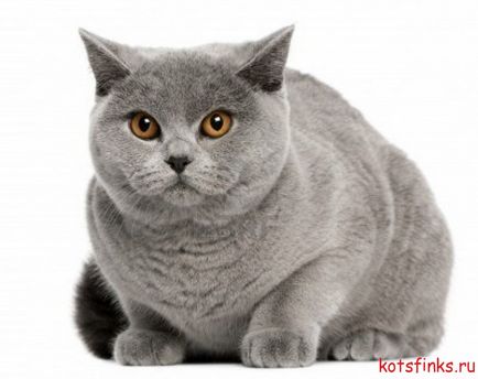 Британська короткошерста кішка, сфінкс