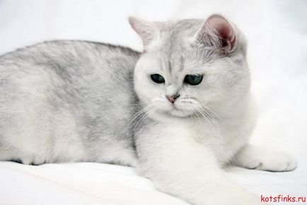 Британська короткошерста кішка, сфінкс