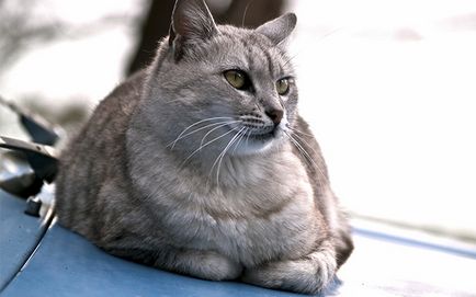 Британська короткошерста кішка захворювання (чого найбільше потерпають)