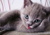 Pisica britanica cu lopata, chinchila de aur fotografie, recenzii, rasa implicita, pret, unde sa cumpere